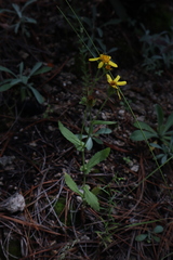 Senecio parryi
