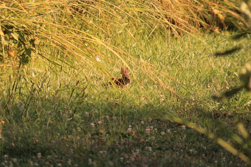 Eastern Cottontail photographed in Iowa