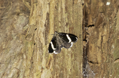 Trichodezia albovittata