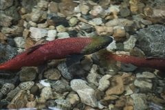 Oncorhynchus nerka