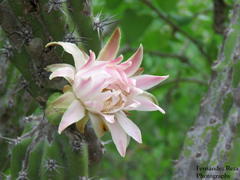 Stenocereus gummosus