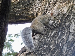 Sciurus yucatanensis