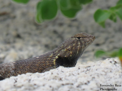 Sceloporus hunsakeri