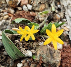 Curculigo orchioides