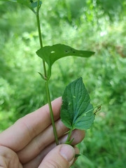 Viola nemoralis