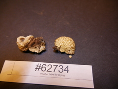 Hypomyces tremellicola