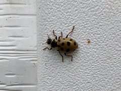 Hippodamia tredecimpunctata