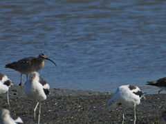 Recurvirostra americana