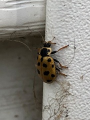 Hippodamia tredecimpunctata