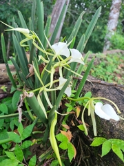 Brassavola nodosa