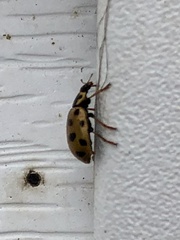 Hippodamia tredecimpunctata