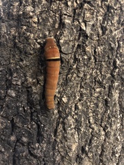 Papilio multicaudata multicaudata