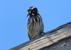 Phylidonyris novaehollandiae