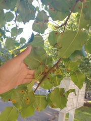 Gymnosporangium sabinae