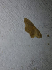 Lambdina fiscellaria