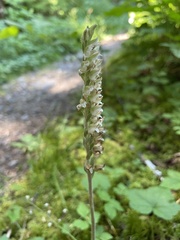 Goodyera oblongifolia