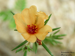 Portulaca