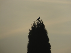 Lanius sphenocercus