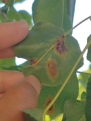 Gymnosporangium sabinae