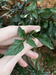 Solanum nigrum