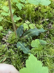 Goodyera oblongifolia