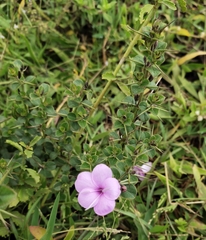 Barleria mysorensis