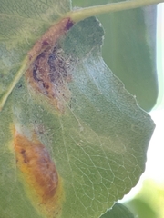 Gymnosporangium sabinae