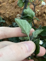 Solanum nigrum