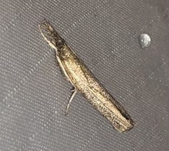 Fissicrambus mutabilis