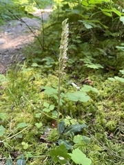 Goodyera oblongifolia