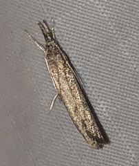 Fissicrambus mutabilis
