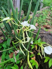 Brassavola nodosa