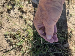 Bouteloua barbata barbata