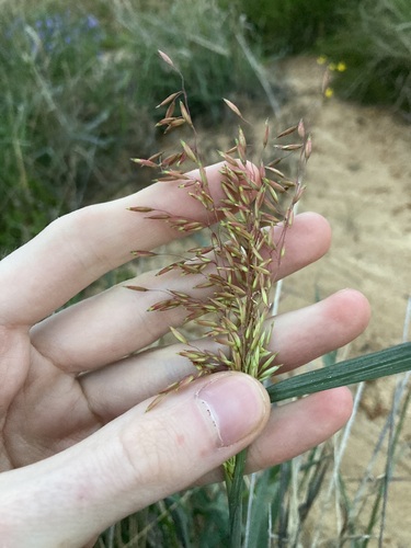 Ehrharta calycina observed 2022-07-20