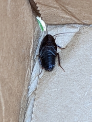 Parcoblatta pennsylvanica