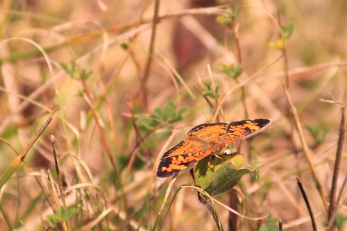 Pearl Crescent photographed in Iowa