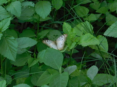 Anartia jatrophae