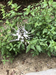 Orthosiphon aristatus