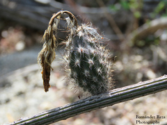 Peniocereus striatus