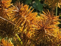 Cyperus odoratus