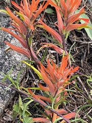 Castilleja linariifolia