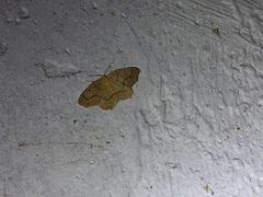 Lambdina fiscellaria