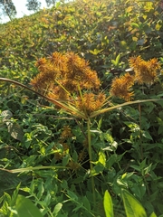 Cyperus odoratus