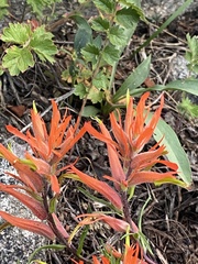 Castilleja linariifolia