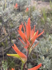Castilleja linariifolia