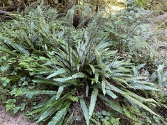 Struthiopteris spicant
