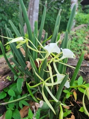 Brassavola nodosa