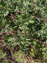 Rubus laciniatus