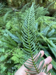 Struthiopteris spicant