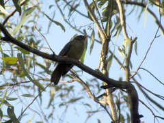 Manorina melanophrys